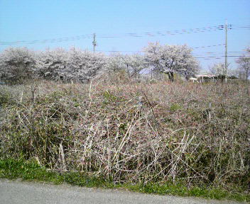 スクール前の桜並木