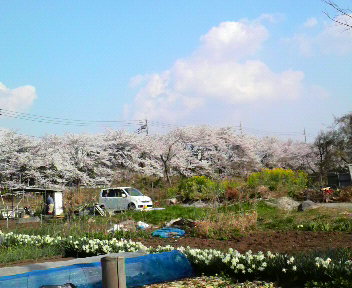 桜・菜の花・畑